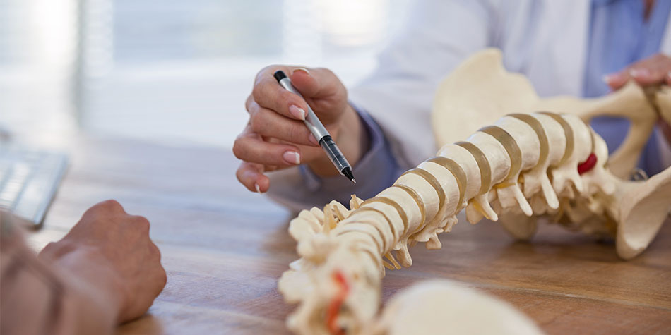 Physician pointing to a model of a spine with a pin.