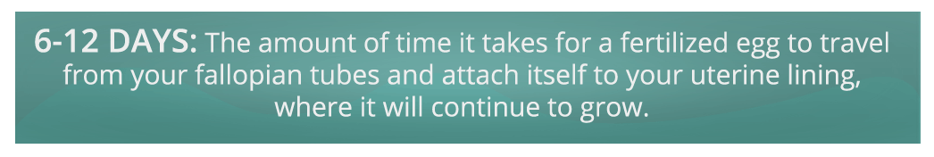 6-12 days: The amount of time it takes for a fertilized egg to travel from your fallopian tubes and attach itself to your uterine lining, where it will continue to grow.