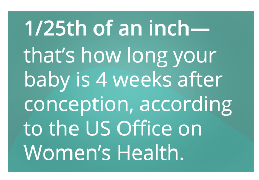 1/25th of an inch—that's how long your baby is 4 weeks after conception