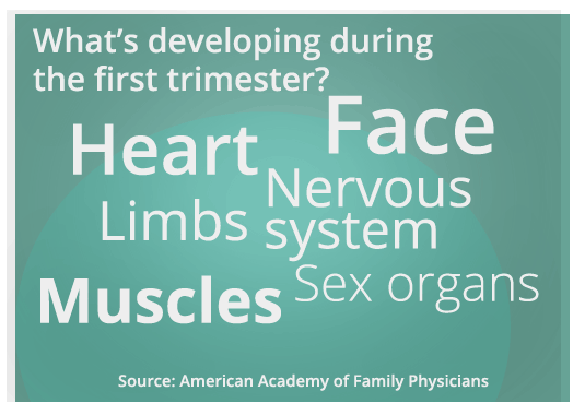 What's developing during the first trimester? Nervous system, Heart, Face, Limbs, Sex organs, and Muscles