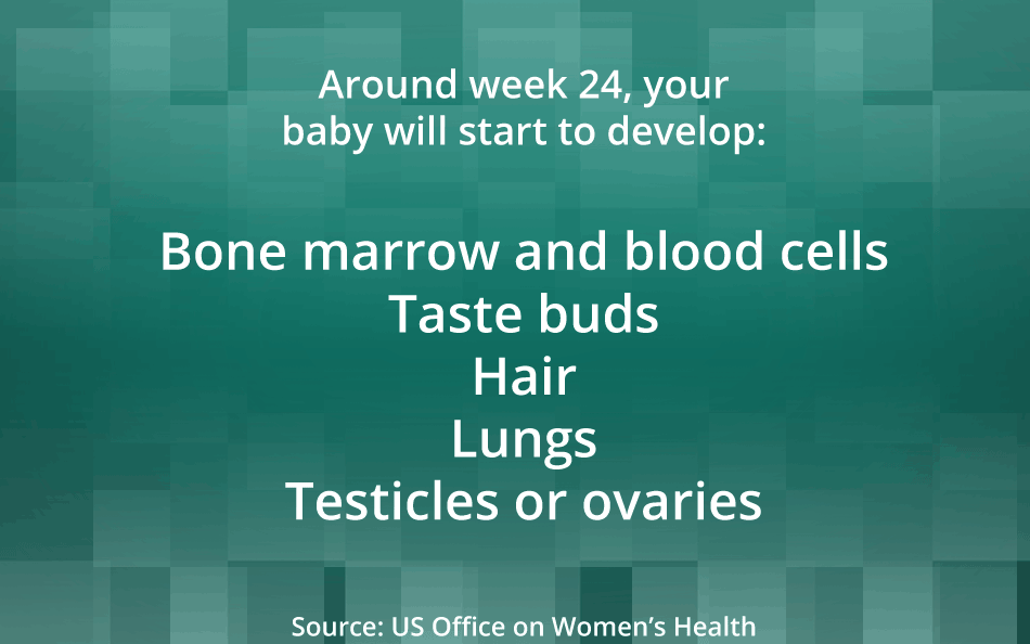 Around week 24, your baby will start to develop: Bone marrow and blood cells, Taste buds, Hair, Lungs, and Testicles or ovaries