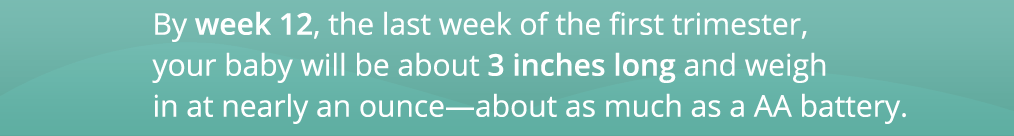 By week 12, the last week of the first trimester, your baby will be about 3 inches long and weigh in at nearly an ounce—about as much as a AA battery.